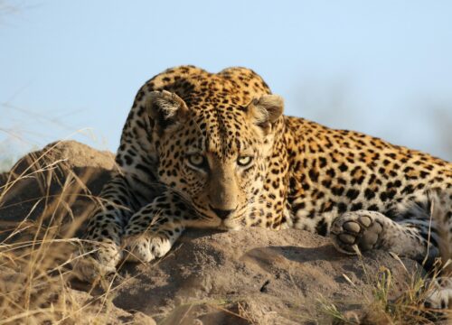 Budget Travel Sri Lanka: 7 Affordable Destinations to Explore!