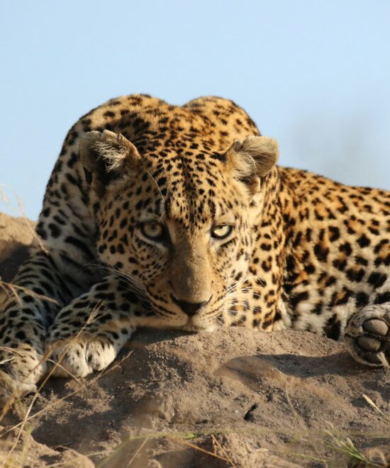 Budget Travel Sri Lanka: 7 Affordable Destinations to Explore!