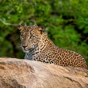 The Ultimate Guide to Luxury Safaris in Wilpattu & Gal Oya