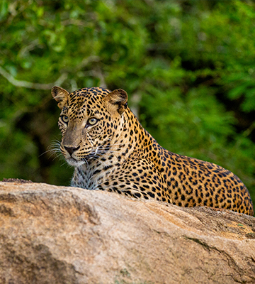 The Ultimate Guide to Luxury Safaris in Wilpattu & Gal Oya